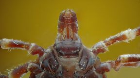 Wo Zecken jetzt schon gef&auml;hrlich sind