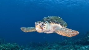 Meeresschildkr&ouml;ten legen Eier fr&uuml;her im Jahr