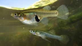 Intelligenz macht offenbar attraktiv &ndash; bei Moskitofischen