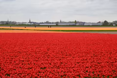 Schlechtes Wetter macht Tulpen teurer