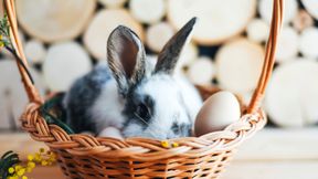 Warum der Osterhase mehr als nur Eier bringt
