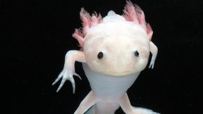 K&ouml;nnen eines Tages Arme, Beine und Herzen einfach nachwachsen?