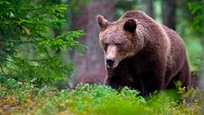 Was tun, wenn der Braunbär angreift?
