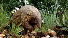 Pangoline werden in Nigeria offenbar gar nicht wegen ihrer Schuppen gejagt