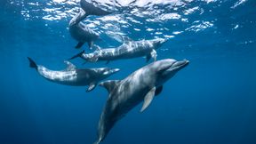 Wie l&auml;sst sich die Sprache der Tiere entschl&uuml;sseln?