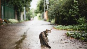 Wie Katzen sicher durch die gef&auml;hrlichste Jahreszeit kommen