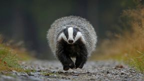 Wie Dachse eine Bahnstrecke in Nordrhein-Westfalen lahmlegten