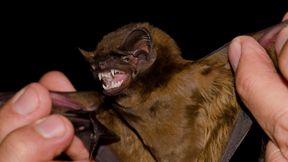 »Als würde ich beim Joggen ein 35 Kilo schweres Tier fangen und essen«