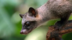 Weshalb der Kaffee aus Kot so besonders schmeckt