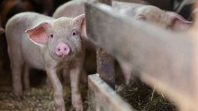 Forschenden gelingt Erfolg im Kampf gegen die Schweinepest