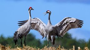 Sorge vor der Vogelgrippe wächst wegen Kranichzügen