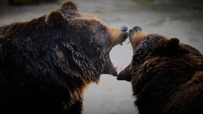 So sollen sich Menschen in Japan vor Bärenattacken schützen
