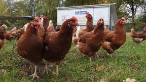 Saarland und Hamburg verhängen Stallpflicht wegen Vogelgrippe
