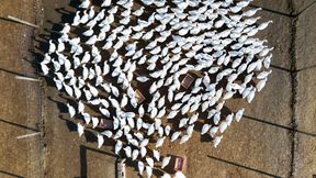 Vogelgrippe greift auf immer mehr Geflügel-Betriebe über