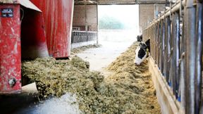 Milchviehhalter sehen Existenzen durch Preisverfall bedroht