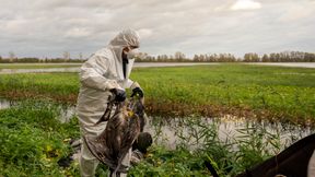 Warum die Vogelgrippe in diesem Jahr anders ist