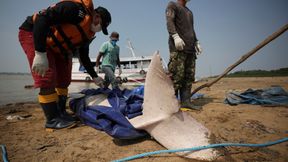 Niedrigwasser, Windstille und extrem viel Sonne führten zu Massensterben der Delfine