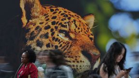 Die Hoffnung stirbt zuletzt – der Wald zuerst