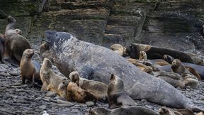 Tausende See-Elefanten sterben an Vogelgrippe
