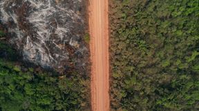 Rendite für den Regenwald – kann das funktionieren?