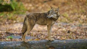 Streitfall Wolf: Schützen oder Schießen?