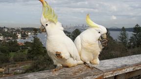 Werden Tiere in der Stadt kl&uuml;ger?