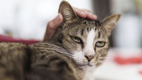 Maunz. MAUNZ. MAUNZ! MAUNZ!!!