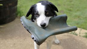 Was macht die Genies unter den Hunden so schlau?