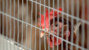 Forscher warnen vor Vogelgrippe-Pandemie