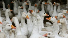 Vorwurf der Tierqu&auml;lerei &ndash; Gefl&uuml;gel-Schlachtbetrieb zieht Konsequenzen