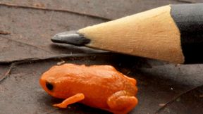 Neuer Minifrosch in Brasilien entdeckt