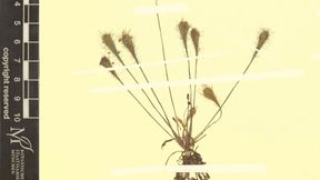 Neue fleischfressende Pflanze im Nachlass eines Botanikers entdeckt