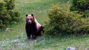 Wie der Mensch die B&auml;ren in Mittelitalien z&auml;hmte
