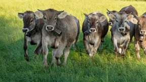 China verh&auml;ngt Strafz&ouml;lle auf EU-Milchprodukte