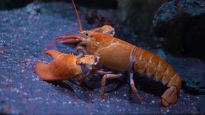 England will das Kochen lebender, unbet&auml;ubter Hummer verbieten