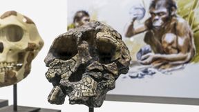 Vormensch ging schon vor sieben Millionen Jahren aufrecht