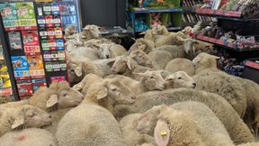 &raquo;Es gab eine ziemliche Sauerei an der Kasse&laquo;