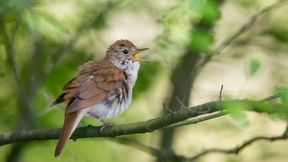 Nachtigallen passen Laute im Pfeifduell spontan an Rivalen an