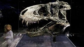 Tyrannosaurus rex erreichte seine volle Gr&ouml;&szlig;e erst mit 35 Jahren
