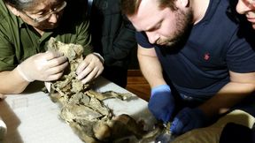 Forscher entdecken Wollnashorn im Magen eines Wolfs