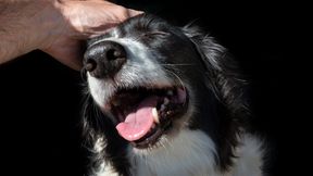 Viele trauern um Tiere &auml;hnlich stark wie um Menschen