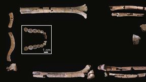 Bisher vollst&auml;ndigstes Skelett des Homo habilis identifiziert
