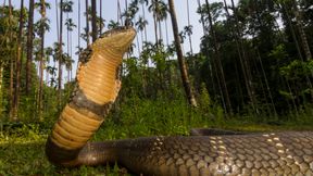 K&ouml;nigskobras k&ouml;nnten sich in Indien versehentlich ausbreiten &ndash; per Zug