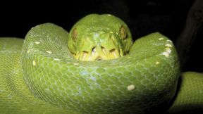 So k&ouml;nnen Schlangen Monate ohne Nahrung &uuml;berstehen
