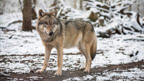 Wolfsr&uuml;de stellt H&uuml;ndinnen nach &ndash; nun soll er sterben