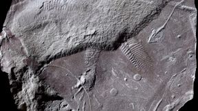 Forscher finden im Th&uuml;ringer Wald &auml;lteste versteinerte Reptilienhaut der Welt