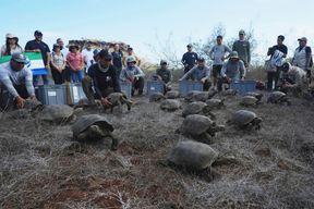 Gal&aacute;pagos-Riesenschildkr&ouml;ten feiern Comeback auf Insel Floreana