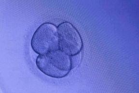 Die Samenspende ist legal, die Eizellenspende nicht. Das ist ungerecht