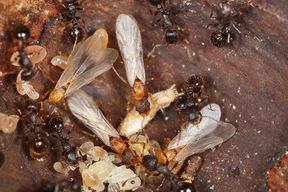 Seltene Ameisen leben ganz ohne M&auml;nnchen