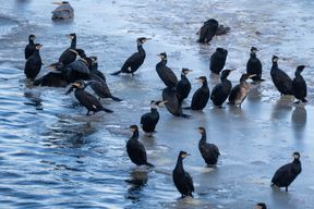 Kormorane k&ouml;nnten sich ein neues Winterquartier suchen